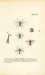 Le zanzare e le loro fasi di sviluppo