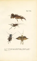 Specie autoctone di grillo e grillo talpa