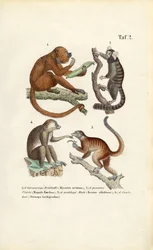 Scimmie e lemuri del Nuovo Mondo