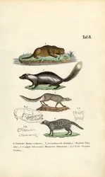 Lontra, Puzzola, Ichneumon e Civet con illustrazioni del cranio