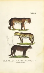 Pantera, Giaguaro e Puma