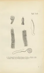 Vermi parassiti dell