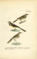 Specie di pispole e cutrettole