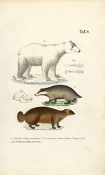 Orso polare, tasso e lupo con dettagli anatomici