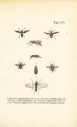 Specie di mosche predatrici e parassite