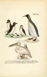 Razorbill, pulcinella di mare, pinguino reale e pellicano