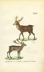 Cervi e renne