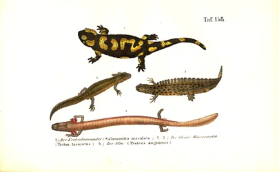 Salamandre e tritoni in diverse forme di sviluppo