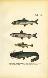 Salmone, trota e pesce gatto