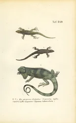 Lucertole della sabbia e iguana verde