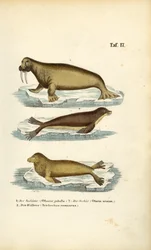 Leone marino, foca da pelliccia e tricheco