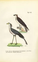 Segretario Uccello e Falco Pescatore