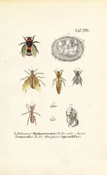 Insetti sociali con fasi di sviluppo