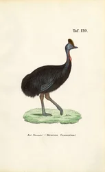 Cassowary meridionale