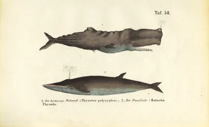 Capodoglio e balenottera