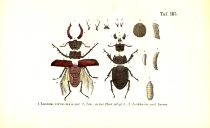 Il coleottero cervo con anatomia e stadi di sviluppo