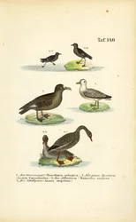 Petrel delle tempeste, Skua maggiore, Albatros e Oca fagiola