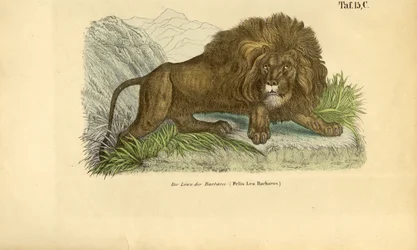 Il Leone di Barberia