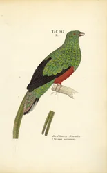 Il Quetzal pavonino