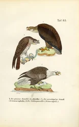 Tre specie di aquile di mare