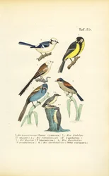 Varie specie di cinciallegre e beccacce