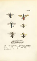 Varie specie di api selvatiche dell
