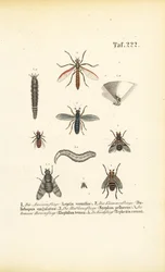 Varie specie di mosche con gli stadi di sviluppo