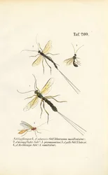 Varie specie di vespe itneumoniche