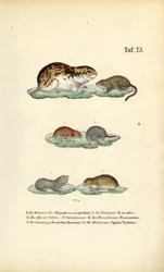 Arvicole e roditori affini