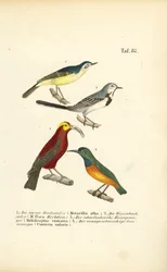 Codoni e uccelli solari esotici