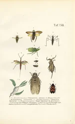 Insetti acquatici e altri insetti