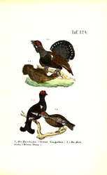 Gallo cedrone occidentale e fagiano di monte