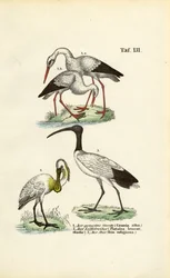Cicogna bianca, Spatola e Ibis sacro