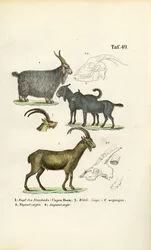 Capre selvatiche e specie di capre con dettagli anatomici