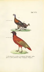 Tacchino selvatico e satiro Tragopan