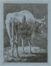 Mucca in un paesaggio