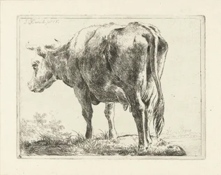 Mucca in piedi