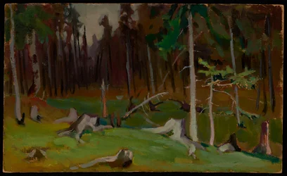 Una radura nel bosco