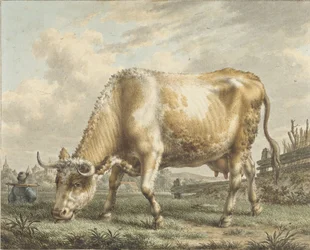 Mucca al pascolo