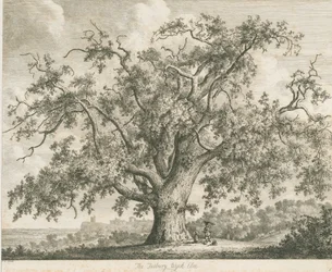 Tutbury - "Olmo di Wych": incisione, nd [c 1820]