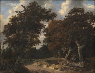 Strada attraverso una foresta di querce
