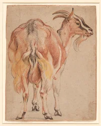 Capra