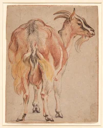 Capra, c.1657