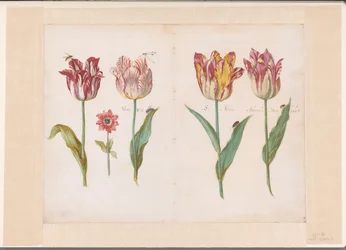 Foglio da un libro di tulipani