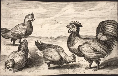 Un gallo con tre galline