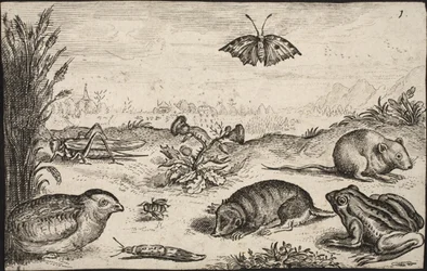 Piccoli animali e insetti: cavalletta, farfalla, arvicola, pernice, ape, lumaca, talpa e rana