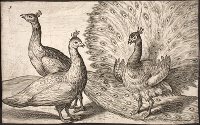Tre pavoni