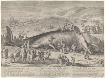 Balena arenata a Berckhey, 1598