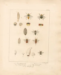 Varie specie di mosche e i loro stadi di sviluppo (incisione in rame colorata a mano)