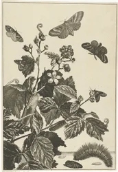 Rosa selvatica con bruchi e farfalle